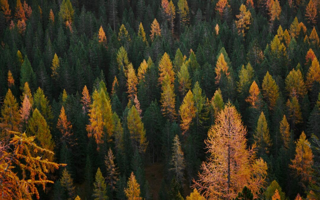 In Rhythm with the Seasons: The Art of Seasonal Reset through Ayurveda