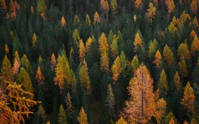 In Rhythm with the Seasons: The Art of Seasonal Reset through Ayurveda