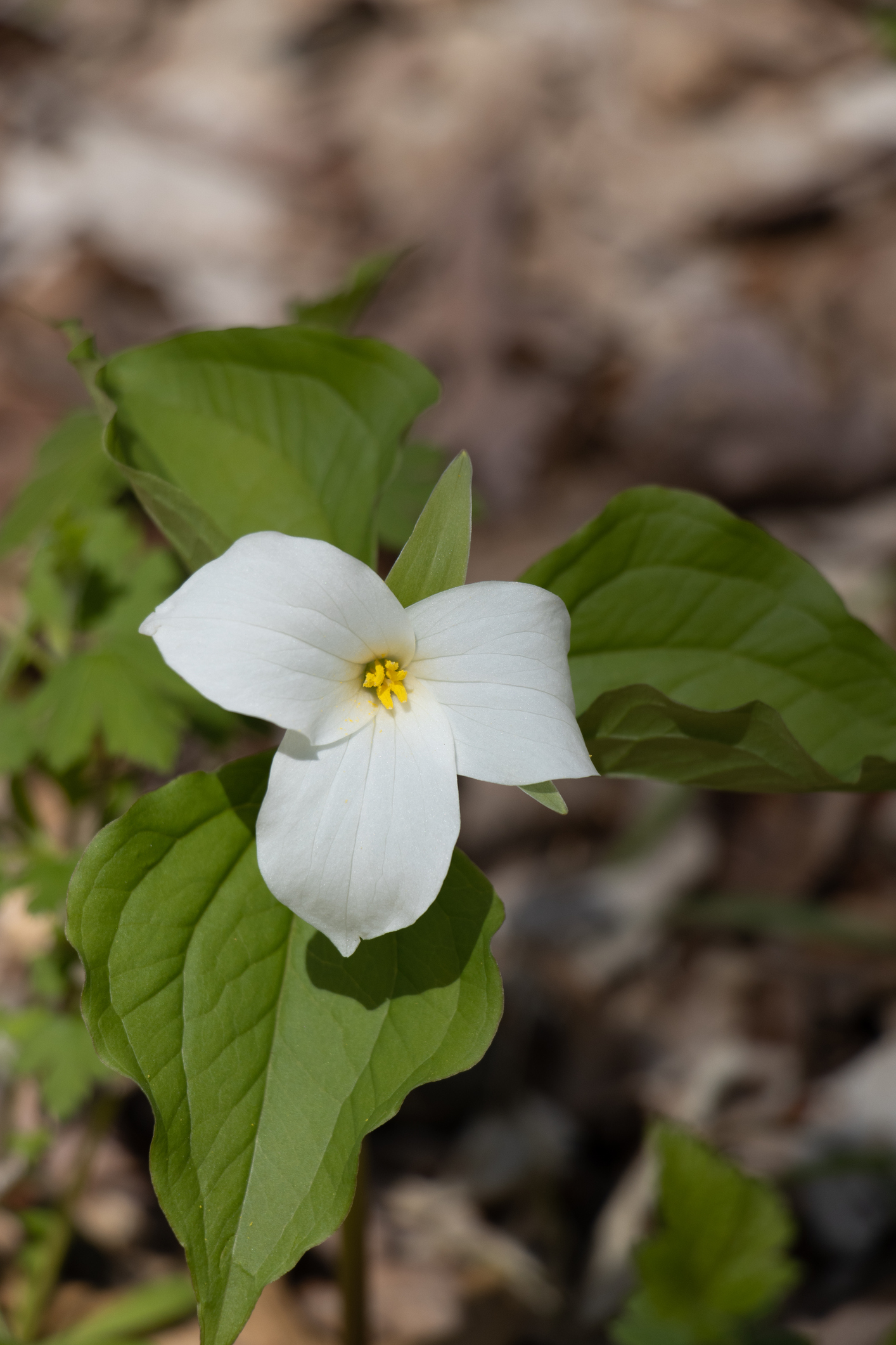 River going down a mountain green all around