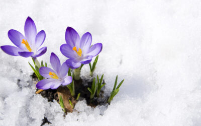 Spring Is Coming: Why You’re Feeling Heavy, Stuck, or Sluggish and What to Do About It